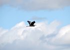 Blauwe reiger (grey heron) (Ardea cinerea) - Ogii Nuur 14-08-2016 (3)